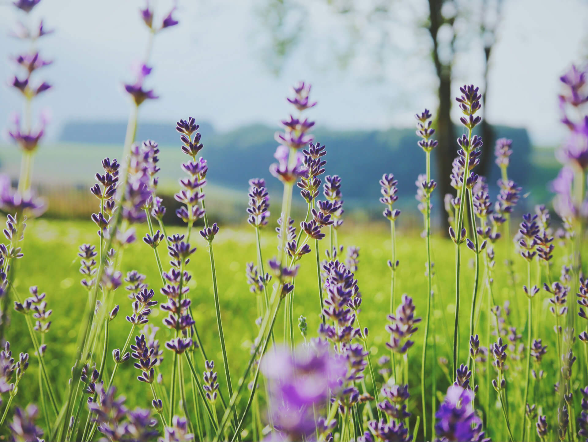 meadow 2